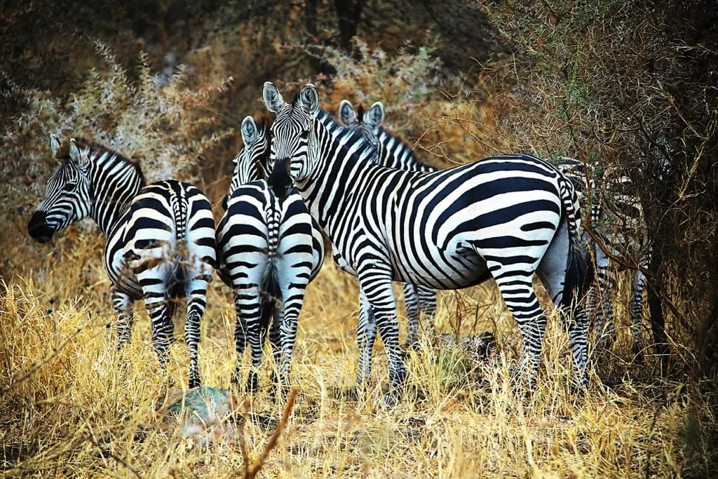 Timon Safaris