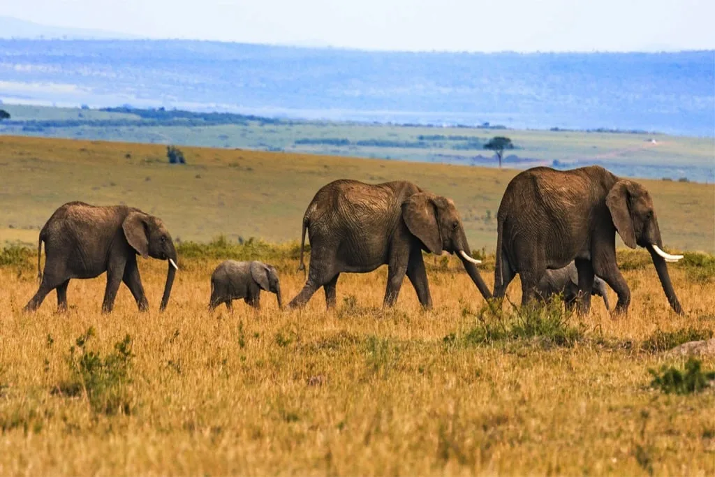 Timon Safaris