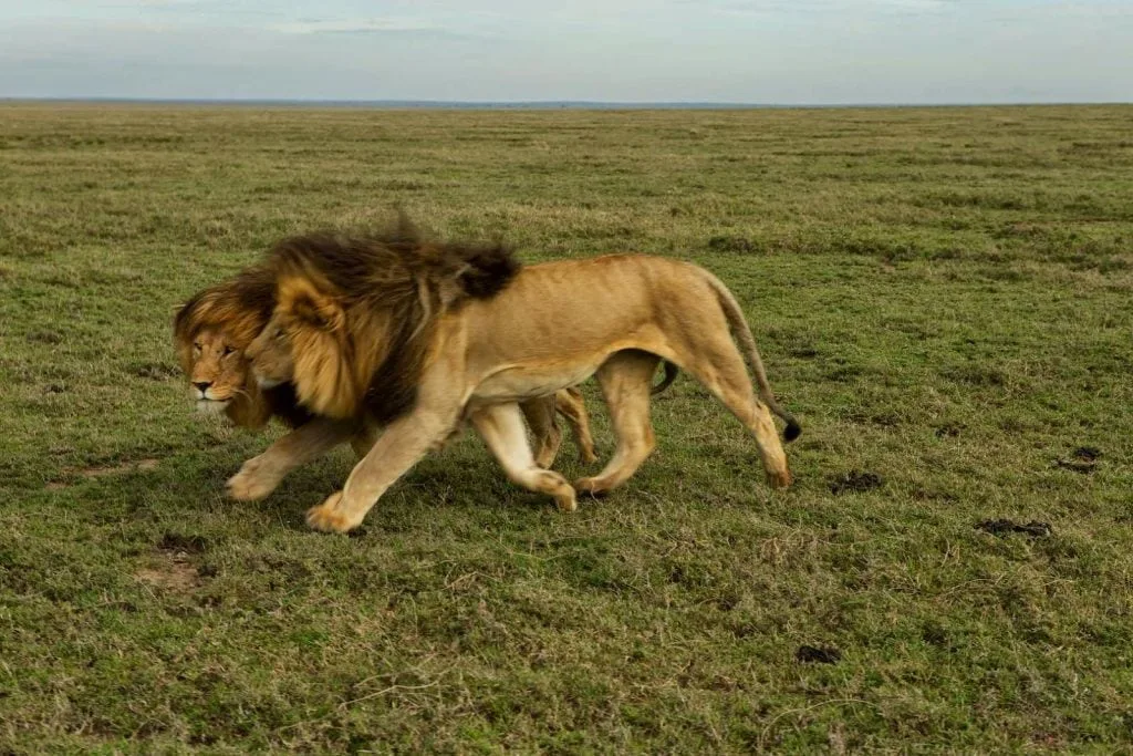 Timon Safaris