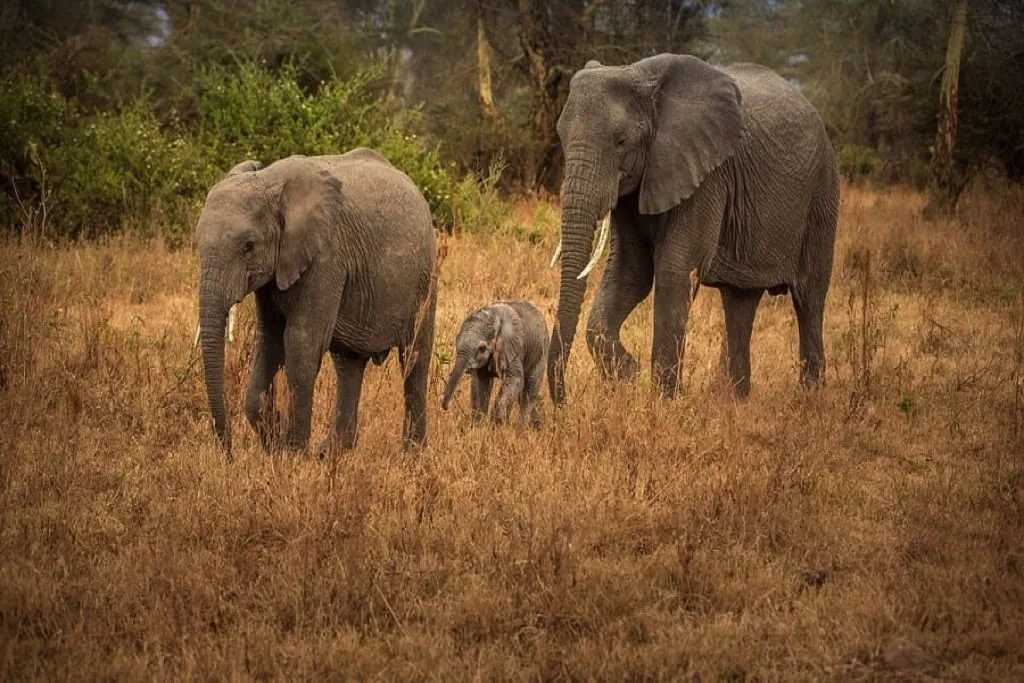 Timon Safaris