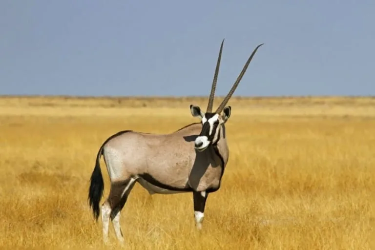 oryx