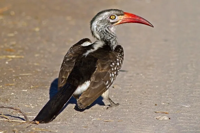 red billed hornbill