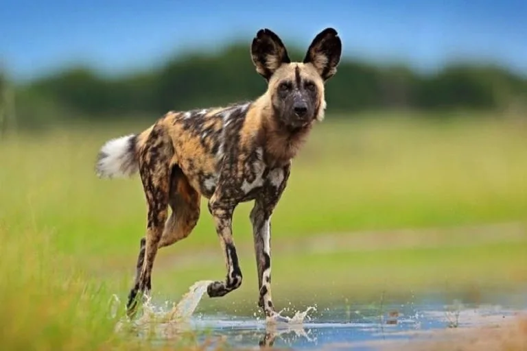 wild sfrican dog