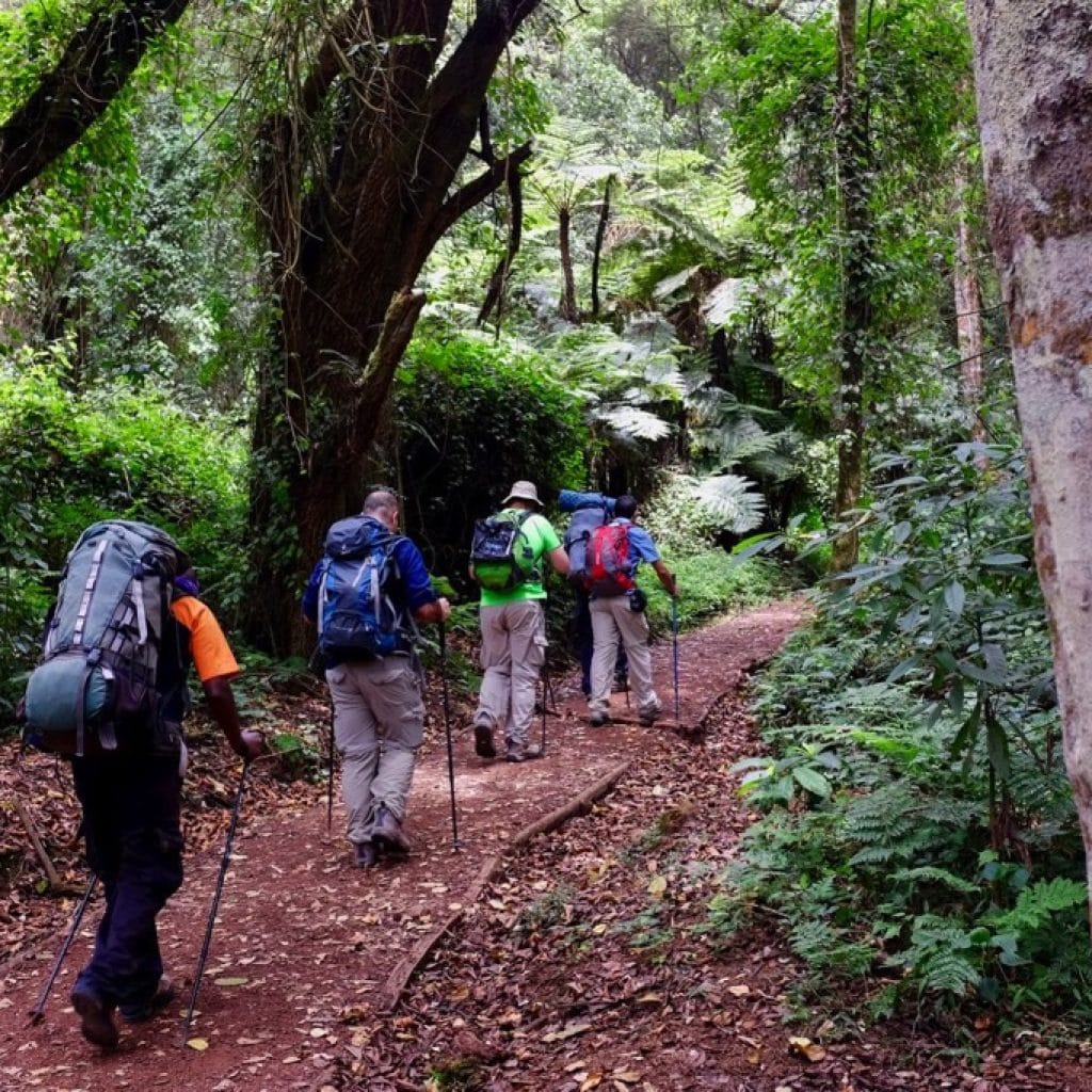 Forest walk, on mount Kilimanjaro