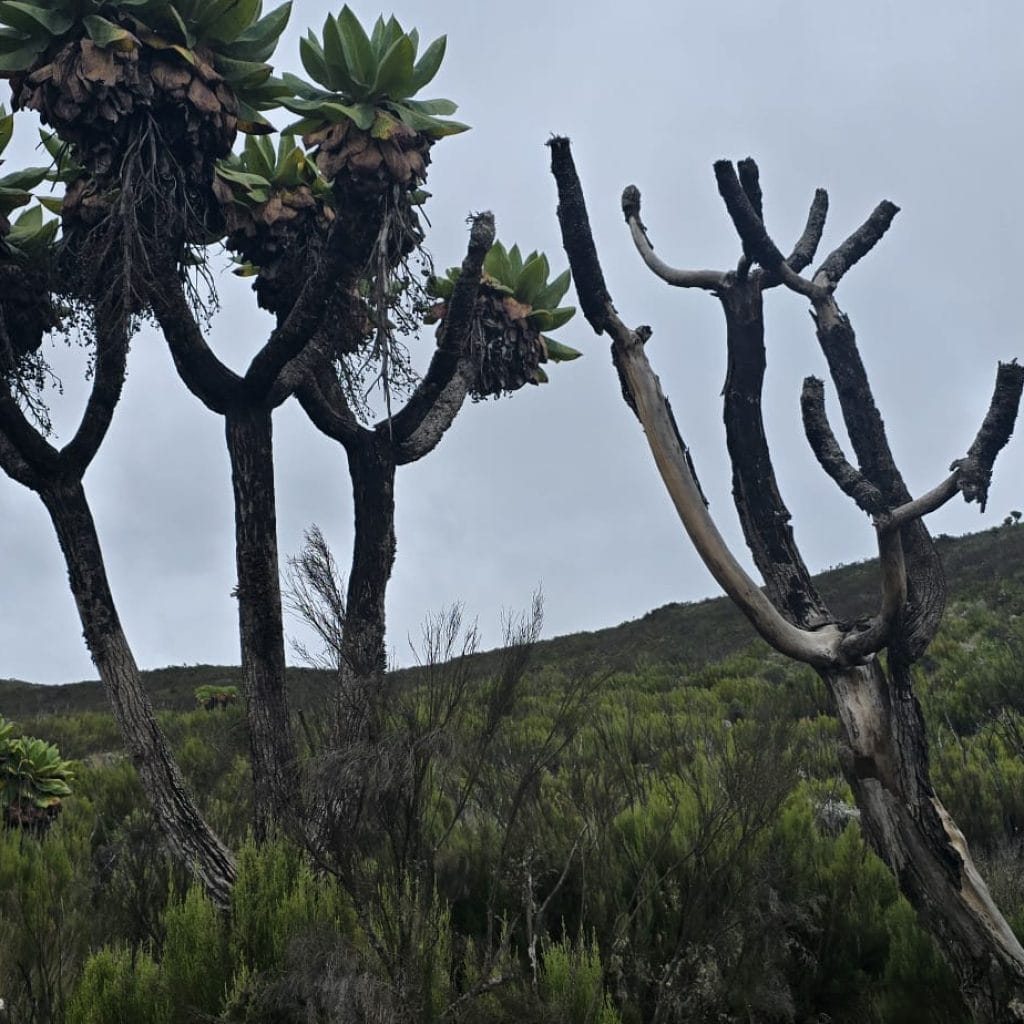 marangu4