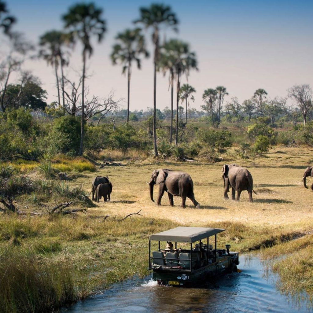 Elephant herd crossing Chobe River, Chobe National Park, Botswana