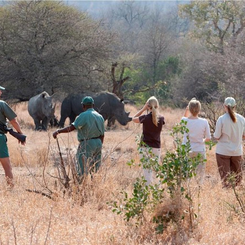 White rhinoceros on safari game drive in Zambia wildlife reserve