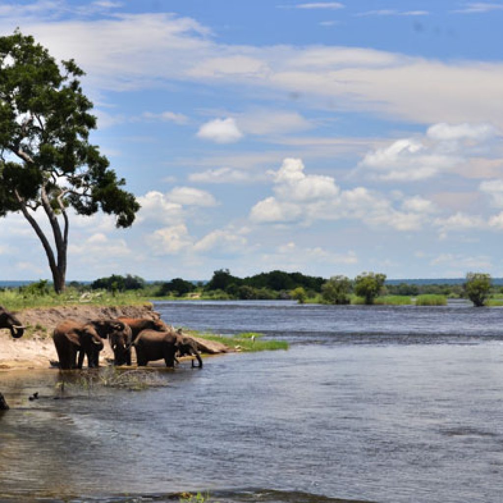 Wildlife grazing at golden hour in Zambezi National Park, Zimbabwe