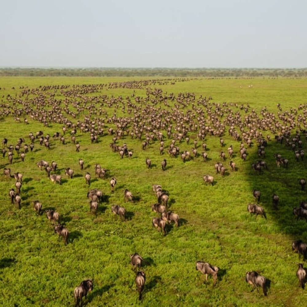 Hot Air Balloon Safari