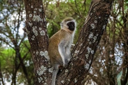 Tarangire National Park