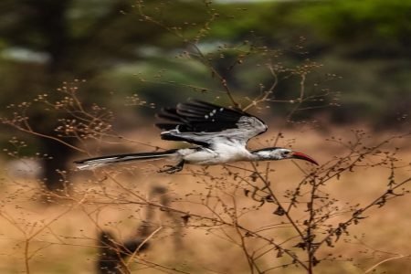 Tarangire National Park