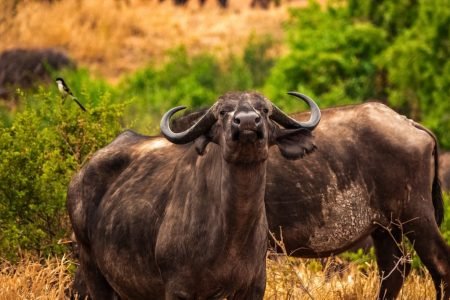 Tarangire National Park, Parc National du Tarangire