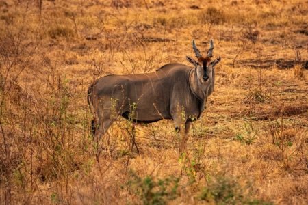 Tarangire National Park