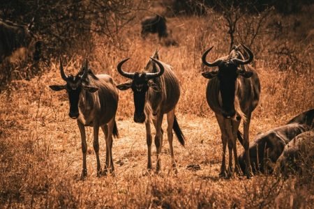 Tarangire National Park