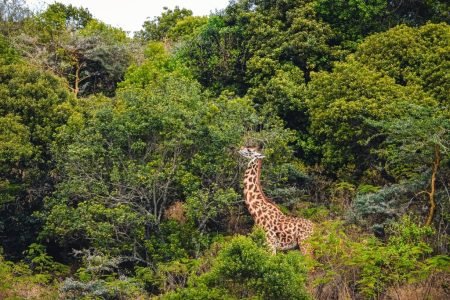 Arusha National Park, Parc National D'Arusha