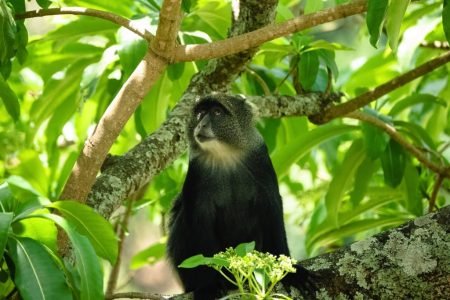 Arusha National Park