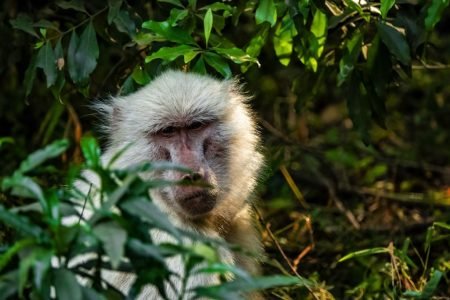 Arusha National Park