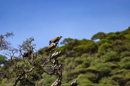 Lake Manyara National Park