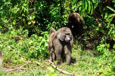 Lake Manyara National Park