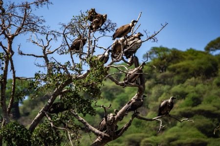 Lake Manyara National Park