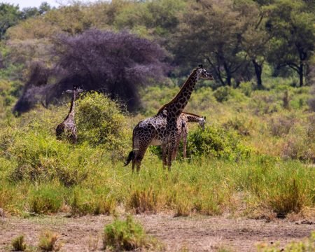 Lake Manyara National Park, Parcul Național Lacul Manyara, Parc National du Lac Manyara