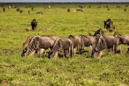 Ndutu Area