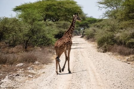 Ndutu Area